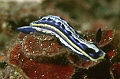 34 Hypselodoris messinensis